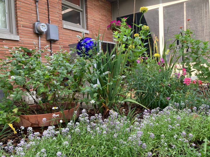 From Gardens to Grammar: My Eventful Summer as a Tagalog Teacher